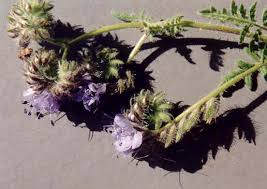 Attēlu rezultāti vaicājumam “Hydrophyllaceae”