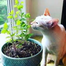 Image result for Nepeta cataria
