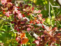 Attēlu rezultāti vaicājumam “Berberis thunbergii flower”