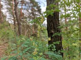 Attēlu rezultāti vaicājumam “Thalictrum minus”