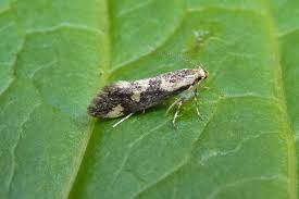 Attēlu rezultāti vaicājumam “Denisia similella”