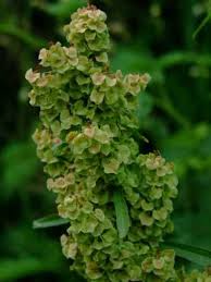 Attēlu rezultāti vaicājumam “Rumex crispus”