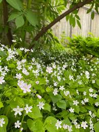 Attēlu rezultāti vaicājumam “Claytonia sibirica flower”