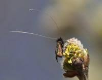 Attēlu rezultāti vaicājumam “Adela cuprella”