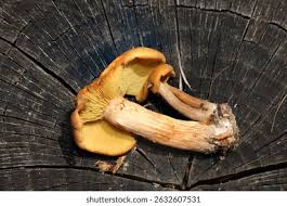 Attēlu rezultāti vaicājumam “Gymnopilus picreus”