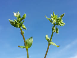 Attēlu rezultāti vaicājumam “Stellaria pallida”