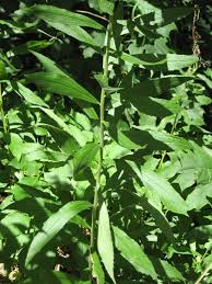 Attēlu rezultāti vaicājumam “Calamagrostis canescens fruit”