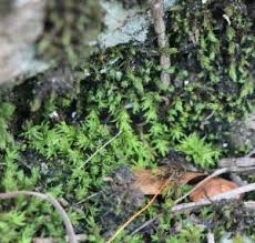 Attēlu rezultāti vaicājumam “Barbula unguiculata”