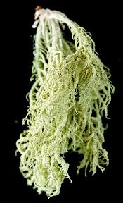 Attēlu rezultāti vaicājumam “Usnea hirta”