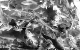 Image result for Boreogadus saida