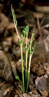 Attēlu rezultāti vaicājumam “Botrychium matricariifolium”