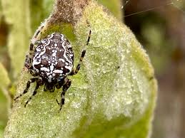 Attēlu rezultāti vaicājumam “Araneus diadematus juvenile”