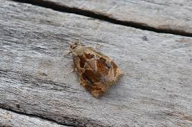 Attēlu rezultāti vaicājumam “Pandemis cinnamomeana female”