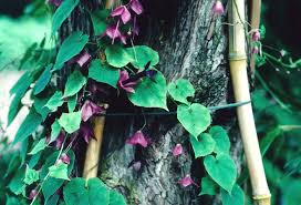 Image result for Rhodochiton atrosanguineum