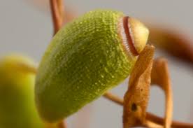 Attēlu rezultāti vaicājumam “Funaria hygrometrica sporophyte”