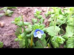 Attēlu rezultāti vaicājumam “Veronica agrestis”