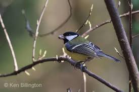 Attēlu rezultāti vaicājumam “Parus major”