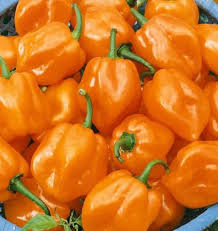 Afbeeldingsresultaat voor aji habanero hot pepper