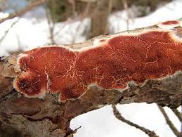 Attēlu rezultāti vaicājumam “Gloeoporus taxicola”