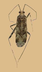 Attēlu rezultāti vaicājumam “Phytocoris longipennis”