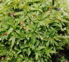 Attēlu rezultāti vaicājumam “Tortula subulata”