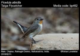 Image result for Ficedula albicilla