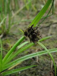 Attēlu rezultāti vaicājumam “Cyperus fuscus”