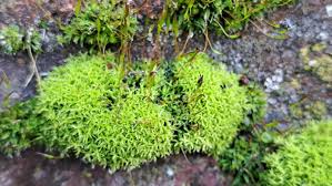 Attēlu rezultāti vaicājumam “Barbula”