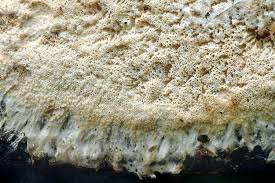 Attēlu rezultāti vaicājumam “Porotheleum fimbriatum”