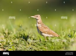 Attēlu rezultāti vaicājumam “Galerida cristata adult”