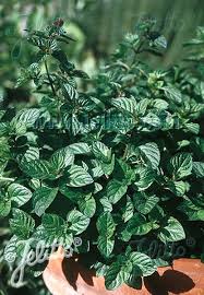 Attēlu rezultāti vaicājumam “Mentha x piperita leaf”