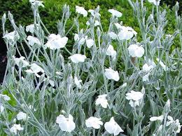Image result for Lychnis coronaria alba