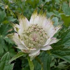 Attēlu rezultāti vaicājumam “Astrantia major fruit”
