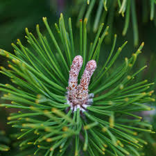 Attēlu rezultāti vaicājumam “Pinus mugo fruit”