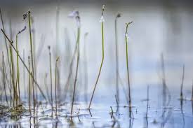Attēlu rezultāti vaicājumam “Lobelia dortmanna”