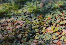 Attēlu rezultāti vaicājumam “Lophozia excisa”