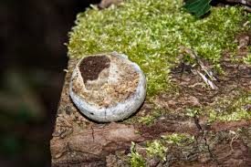 Attēlu rezultāti vaicājumam “Reticularia lycoperdon young”