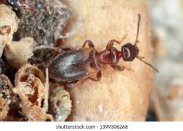 Attēlu rezultāti vaicājumam “Anthicidae”