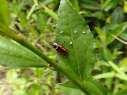 Attēlu rezultāti vaicājumam “Ectobius sylvestris”