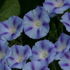 Image result for Ipomoea purpurea