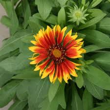 Image result for Gaillardia `Kobold`
