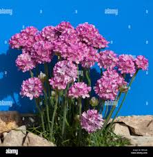 Attēlu rezultāti vaicājumam “Dianthus arenarius flower”