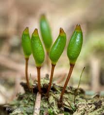 Attēlu rezultāti vaicājumam “Buxbaumia viridis”