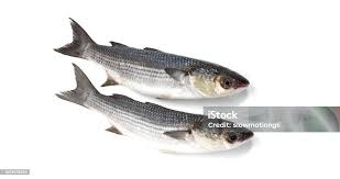 Image result for Chelon labrosus