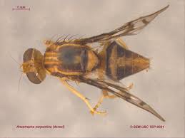 Attēlu rezultāti vaicājumam “Tephritidae”