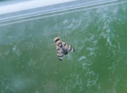 Attēlu rezultāti vaicājumam “Urophora jaceana”