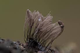 Attēlu rezultāti vaicājumam “Stemonitis axifera stalked”