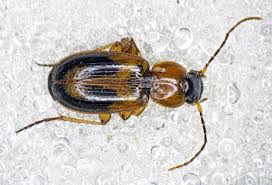 Attēlu rezultāti vaicājumam “Badister bullatus”