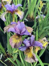 Attēlu rezultāti vaicājumam “Iris sibirica flower”