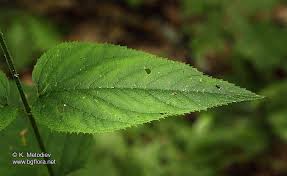 Attēlu rezultāti vaicājumam “Scrophularia nodosa leaf”